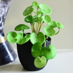 Pennelle Artificial Leaf Pennywort With Black Plastic Pot - Light Green - Image 3