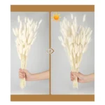 Cloudtail Dried Bunny Tail Stem (White) - Set Of Sixty - Image 4